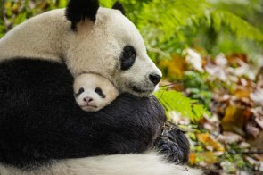 Disneynature Born in China - Barney's Incorrect Five Second Reviews